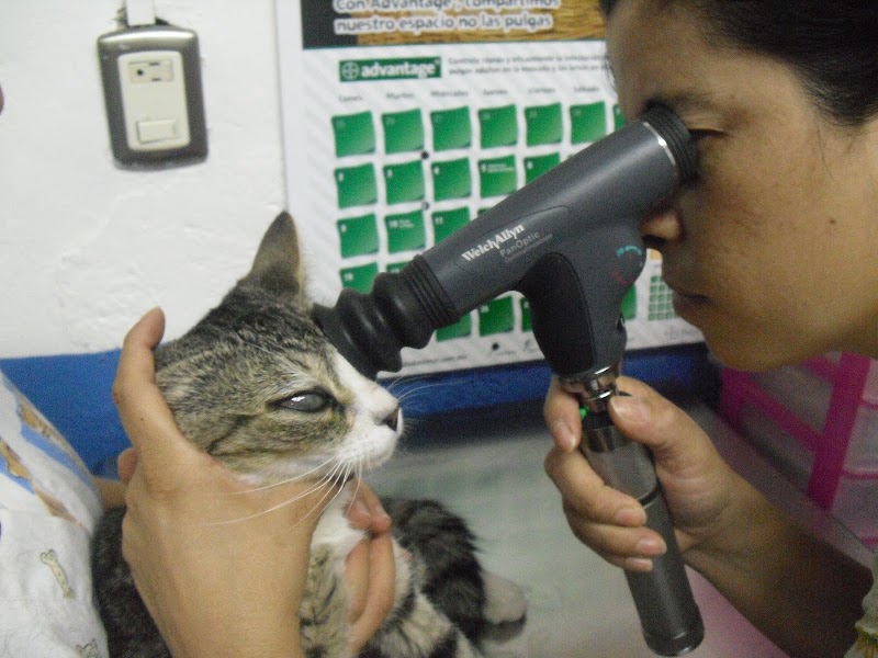 Veterinaria Animaniac