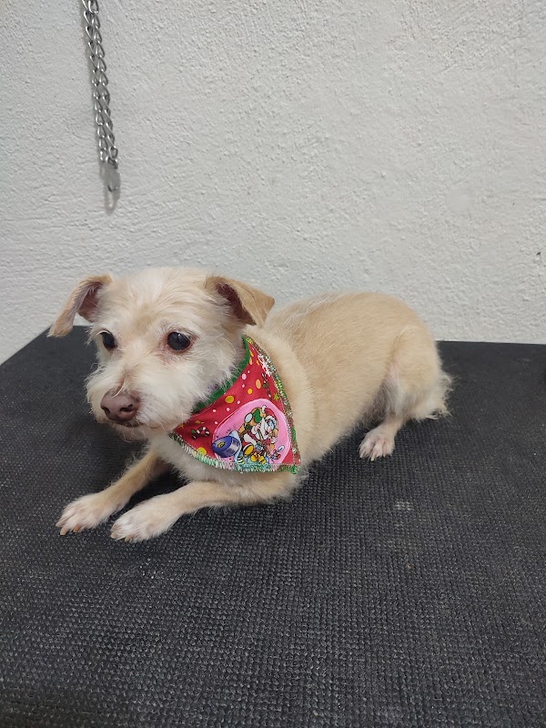 Veterinaria Azteca — Medicina de equinos en Los Cabos