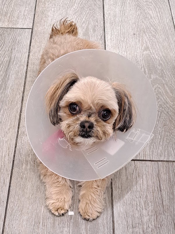 VETERINARIA CATALAN