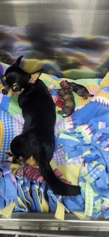 Veterinaria Como Perros y gatos (sucursal Arqueros)