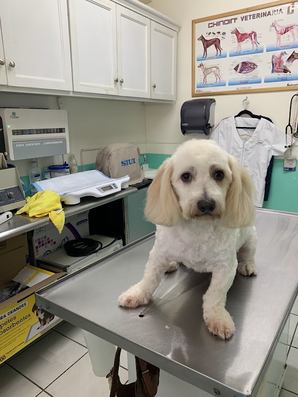 Veterinaria Dogtor