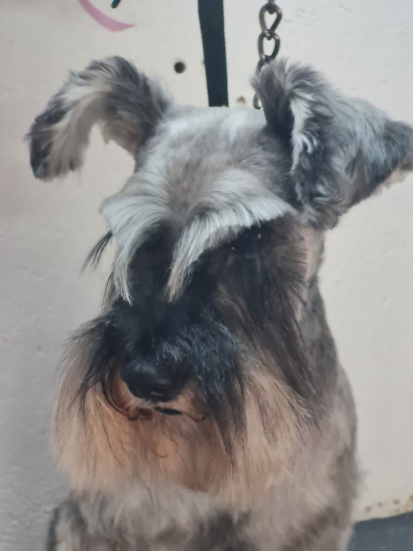 Veterinaria, Estetica y Odontologia Canina Villarreal