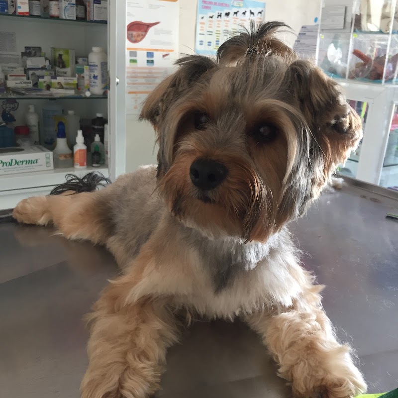 Veterinaria Huellitas del Puerto
