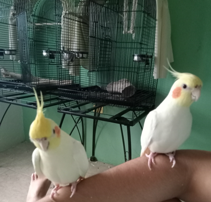 Veterinaria Jida Exclusiva de Aves Monterrey
