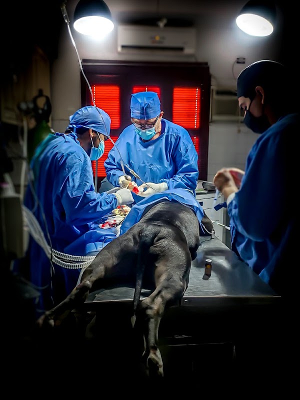 Veterinaria Lomas de Mazatlán y Cremación de Mascotas