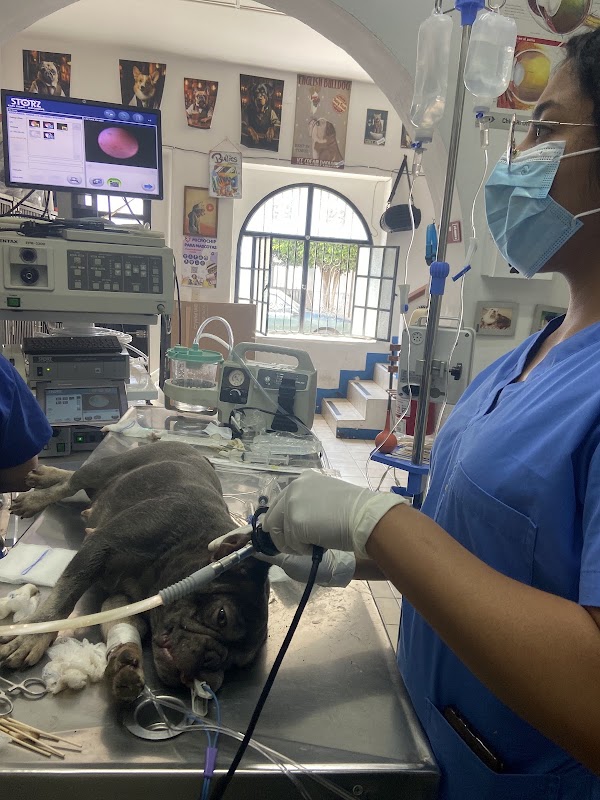 Veterinaria Médicos Jiménez
