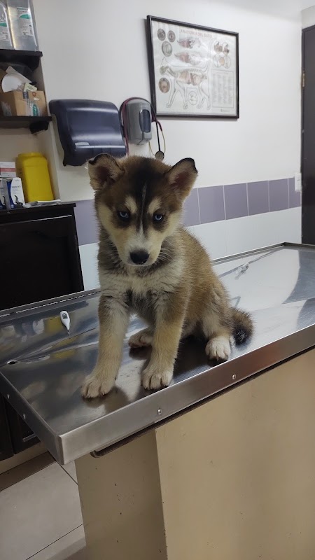 Veterinaria Petcare