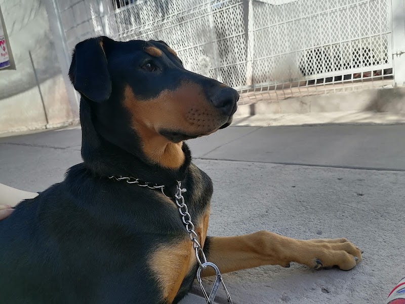 Veterinaria Pup-Pet