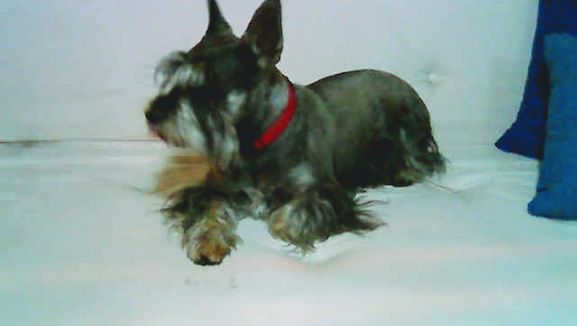 Veterinaria -Servicios Veterinarios Integrales