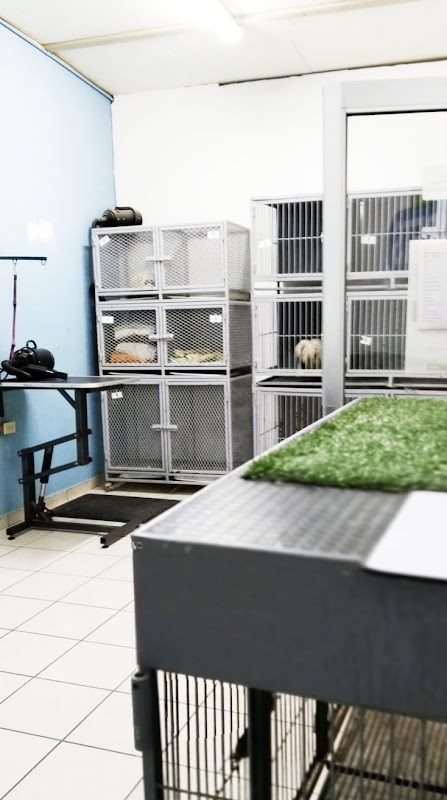 Veterinaria Son Pets Suc San Marcos