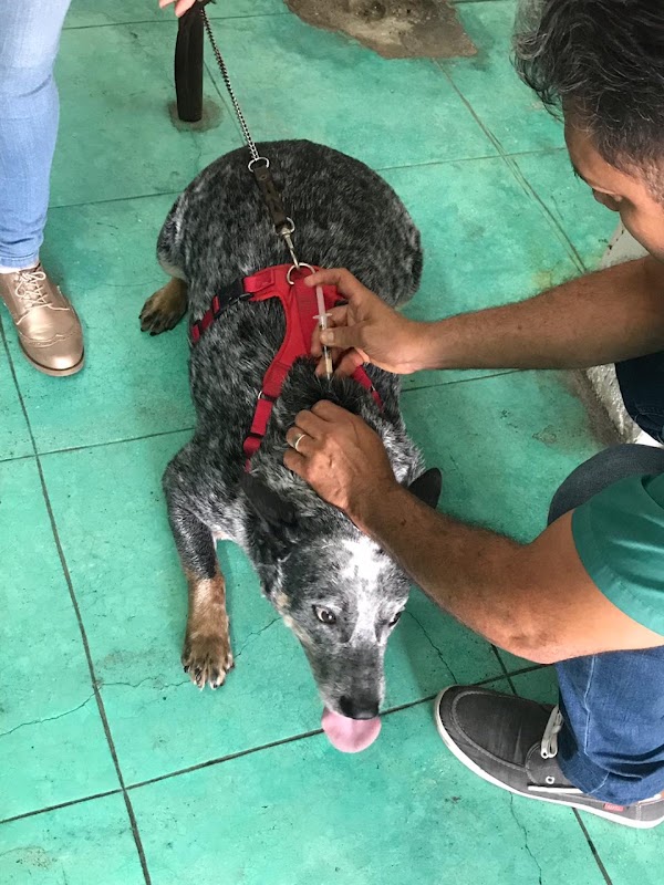 VETERINARIA Star Canino