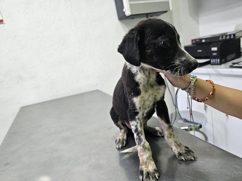 Veterinaria VIC&VET