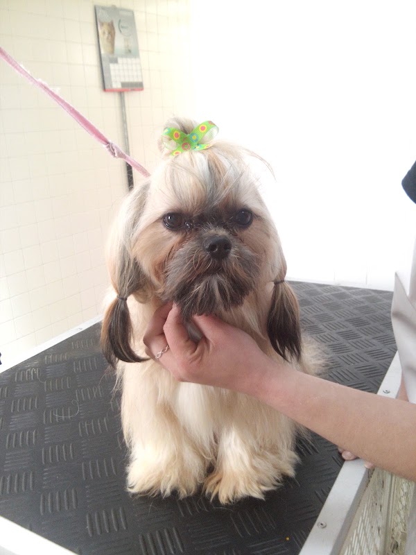 Veterinaria y Estética Canina El Perrin
