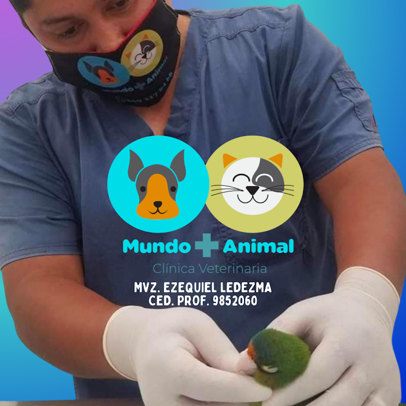Veterinario a Domicilio en Mazatlán Ezequiel Ledezma (Mundo + Animal) — Cardiología veterinaria en Mazatlán
