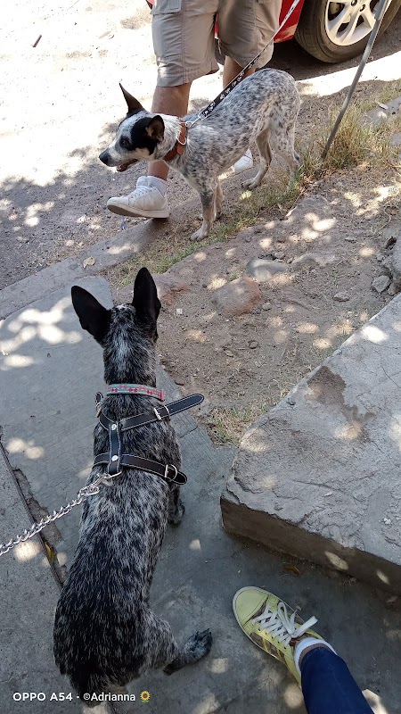 Veterinario Hermosillo — Medicina general veterinaria en Hermosillo