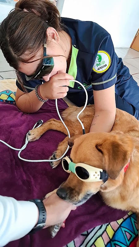 Vetlife Rehabilitacion Veterinaria Benito Juarez