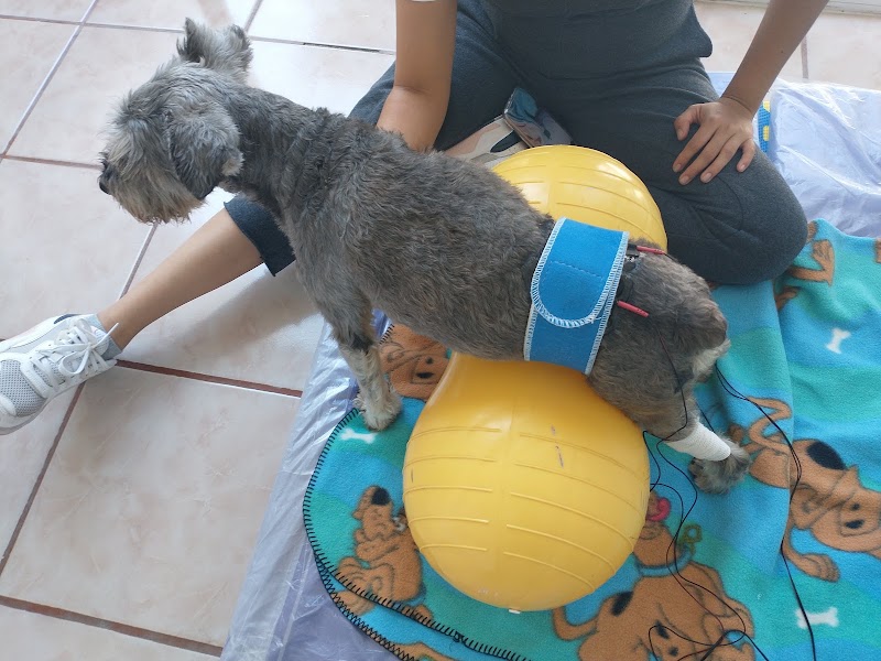 Vetlife Rehabilitación Veterinaria Cuernavaca